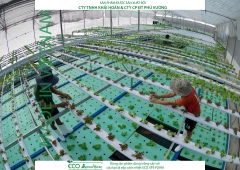 ECO AQUAPONIC - Xốp trồng rau thủy canh