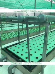 ECO AQUAPONIC - Xốp trồng rau thủy canh