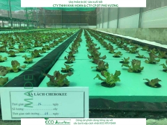 ECO AQUAPONIC - Xốp trồng rau thủy canh