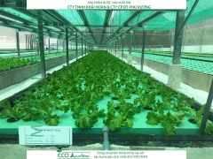 ECO AQUAPONIC - Xốp trồng rau thủy canh