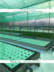 ECO AQUAPONIC - Xốp trồng rau thủy canh