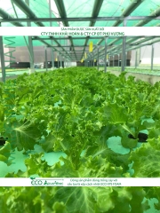 ECO AQUAPONIC - Xốp trồng rau thủy canh