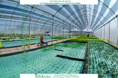 ECO AQUAPONIC - Xốp trồng rau thủy canh