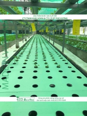 ECO AQUAPONIC - Xốp trồng rau thủy canh