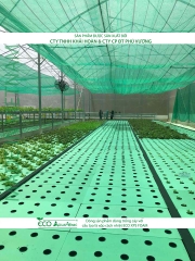 ECO AQUAPONIC - Xốp trồng rau thủy canh