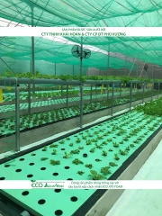 ECO AQUAPONIC - Xốp trồng rau thủy canh