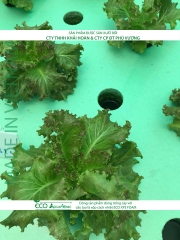 ECO AQUAPONIC - Xốp trồng rau thủy canh