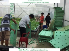 ECO AQUAPONIC - Xốp trồng rau thủy canh