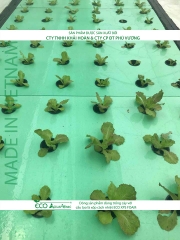 ECO AQUAPONIC - Xốp trồng rau thủy canh