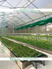 ECO AQUAPONIC - Xốp trồng rau thủy canh