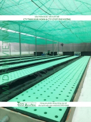 ECO AQUAPONIC - Xốp trồng rau thủy canh