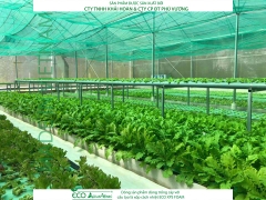 ECO AQUAPONIC - Xốp trồng rau thủy canh