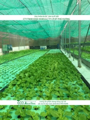 ECO AQUAPONIC - Xốp trồng rau thủy canh