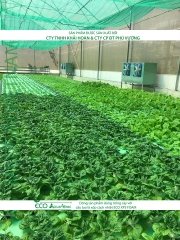 ECO AQUAPONIC - Xốp trồng rau thủy canh