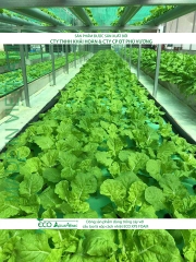 ECO AQUAPONIC - Xốp trồng rau thủy canh