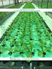 ECO AQUAPONIC - Xốp trồng rau thủy canh