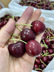 Cherry Mỹ FirstFruit Skeena sz9