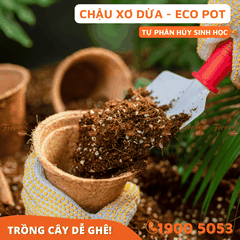 CHẬU XƠ DỪA ECO POT - 10 CHẬU