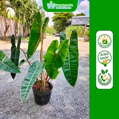 Cây Trầu Bà Hồng Hạc -  Philodendron Billietiae