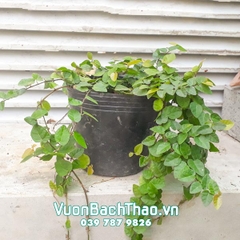 Cây Thằn Lằn (Vảy Ốc)