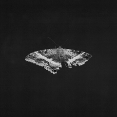 To Pimp A Butterfly (10th Anniversary Metallic Blend Vinyl)