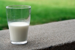 Sữa pha bảo quản được bao lâu