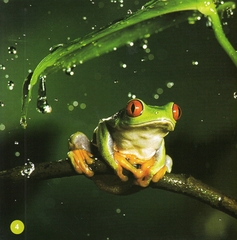 Khám Phá Thế Giới Diệu Kì - Loài Ếch