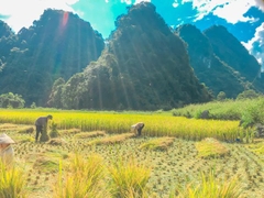 gặt lúa ở Phúc Sen Cao Bằng