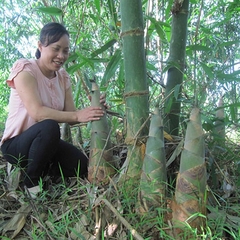 CÂY GIỐNG MĂNG BÁT ĐỘ