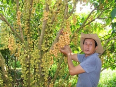 CÂY GIỐNG DÂU DA THÁI