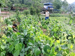 CÂY GIỐNG BÒ KHAI