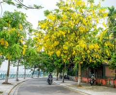 CÂY GIỐNG MUỒNG HOÀNG YẾN