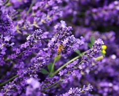 Massage với Lavender Massage với Lavender