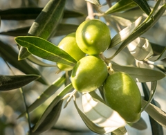 Ô-liu Ô-liu