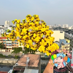 Cành mai, đào lớn