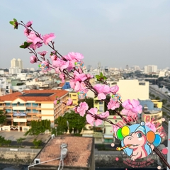 Cành mai, đào lớn