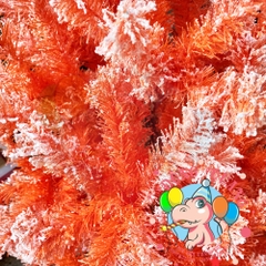 Cây thông phủ tuyết màu cam (cành tự động xoè)