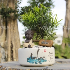 Vạn Niên Tùng Bonsai An Lạc