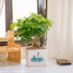 Ngũ Gia Bì Bonsai An Lạc