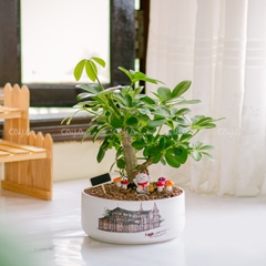 Ngũ Gia Bì Bonsai Trụ Bẹt