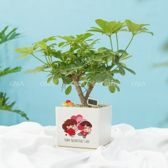 Ngũ Gia Bì Bonsai An Lạc