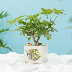 Ngũ Gia Bì Bonsai An Lạc