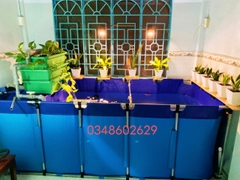 Bể bạt nuôi cá Koi 3 ngăn lọc dài 2m x 1m x 0,8m