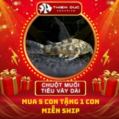 Combo Số  15 - Chuột Muối Tiêu Vây Dài