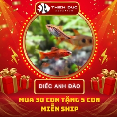 Combo Số  02 - Cá Diếc Anh Đào