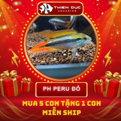 Combo Số  20 - Cá Phượng Hoàng Peru Đỏ