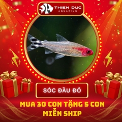 Combo Số  03 - Cá Sóc Đầu Đỏ