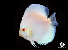 Cá Dĩa Lam Mắt Đỏ - Platinum Albino Discus