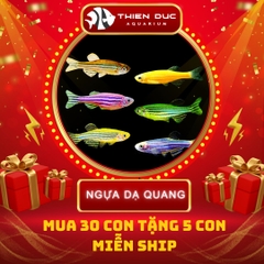 Combo Số  04 - Cá Ngựa Dạ Quang