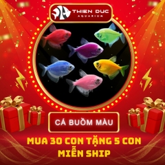 Combo Số  05 - Cá Cánh Buồm Mix Màu